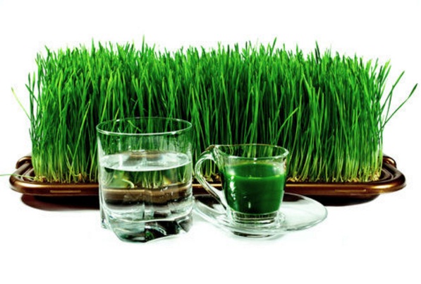 khasiat-manfaat-rumput-gandum-wheatgrass