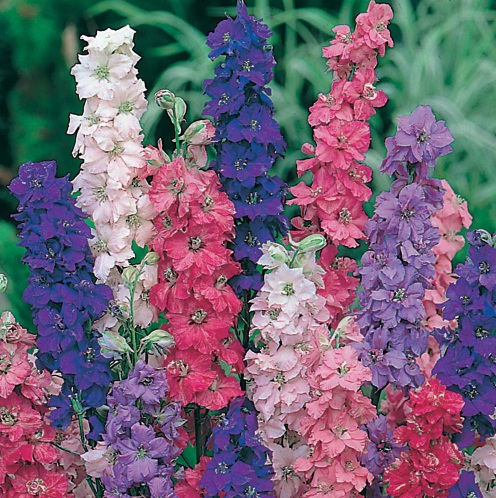 Cara Menanam Bunga Larkspur Delphinium BibitBunga com