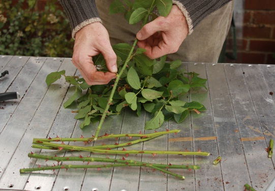 Gambar diatas memperlihatkan langkah awal dalam pembahasan ini,, yakni mempersiapkan stek batang mawar yang akan ditanam.
