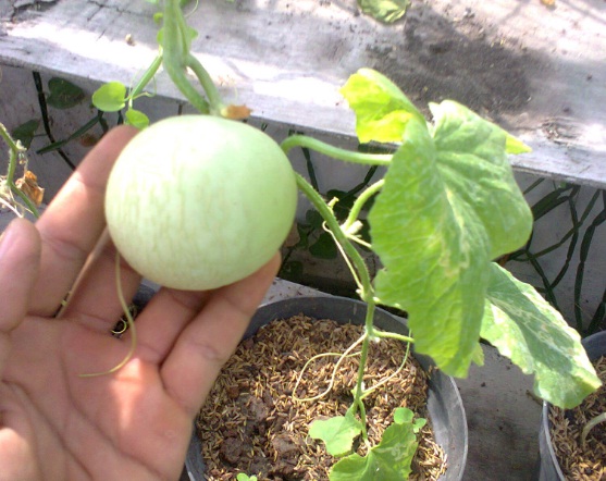 menanam-melon-di-pot