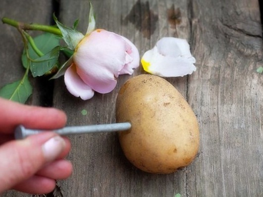 menanam-stek-mawar-dengan-kentang