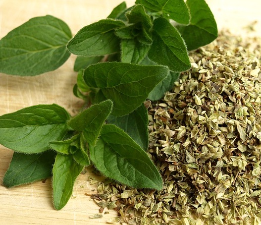 Oregano sebagai salah satu tanaman herba bumbu atau rempah masakan yang dapat dengan mudah ditumbuhkan dari biji.