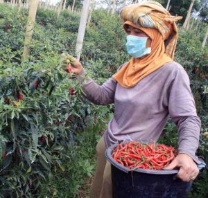 Cara Menanam dan Budidaya Cabe Merah Besar  BibitBunga.com