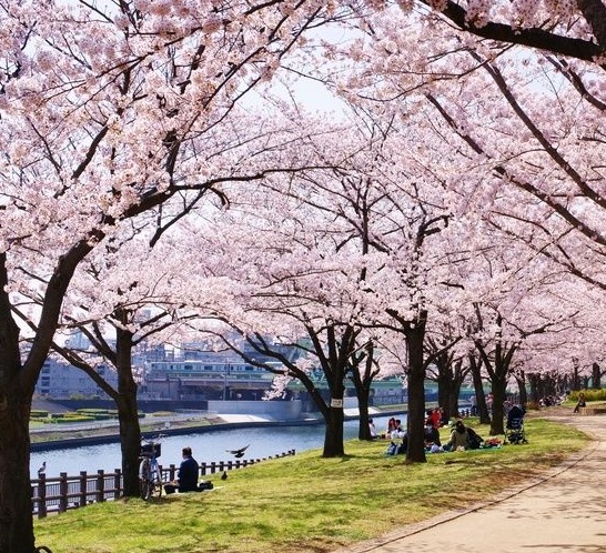 Bunga sakura adalah tanaman berbentuk pohon yang sering dijadikan tanaman hias di tepi jalan, yang dapat ditanam dari biji.