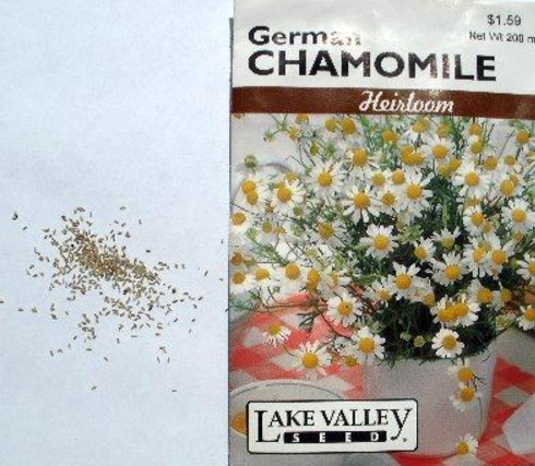Salah satu contoh produk benih chamomile kemasan. Pada gambar juga terlihat ukuran benih chamomile yang terbilang kecil dan halus.
