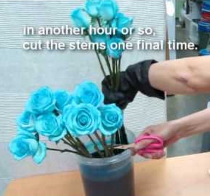 Proses membuat mawar biru (menggunakan teknik osmosis).