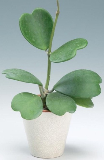 Ilustrasi sweetheart hoya plant nantinya jika sudah lebih besar. Terlihat sangat lucu, unik, dan manis.