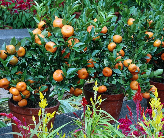 Tanaman buah jeruk dalam pot yang tumbuh dengan sangat baik. Padahal di dalam pot. Kok bisa? Baca cara merawatnya di artikel ini.