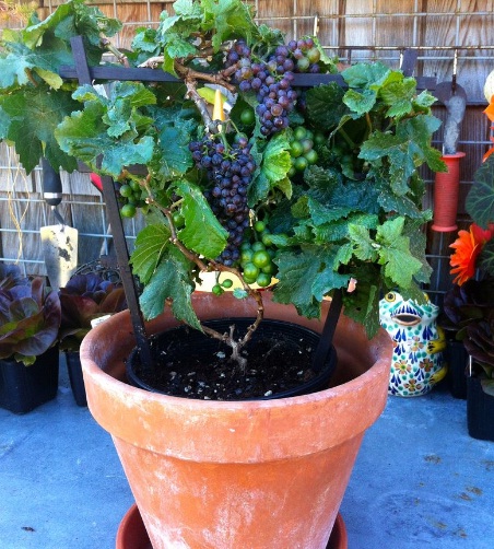 tanaman-buah-anggur-dalam-pot