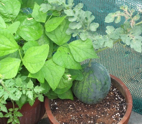 tanaman-buah-semangka-dalam-pot