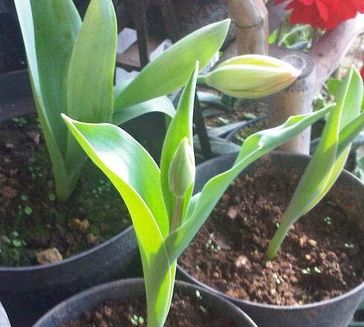 Cara Menanam Dan Merawat Bunga Lily Putih Bibitbunga Com