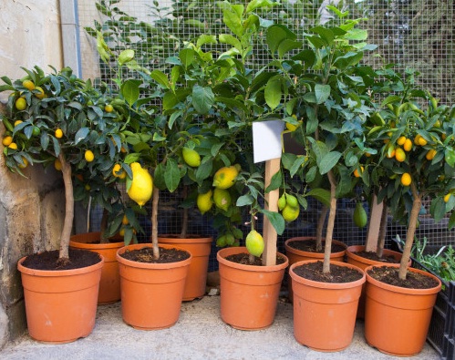 tanaman-lemon-di-pot
