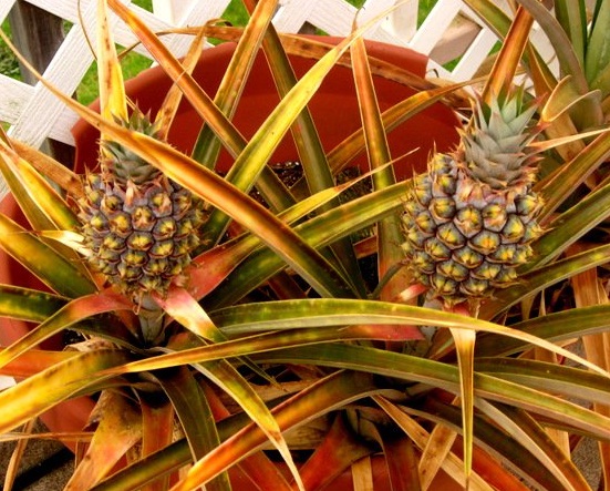 18 Tanaman  Buah Yang Bisa Ditanam di Pot  Kecil 