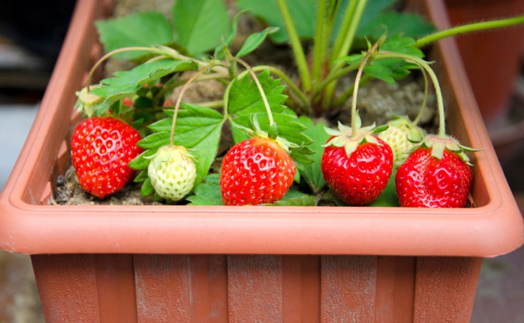 tanaman-strawberry-dalam-pot