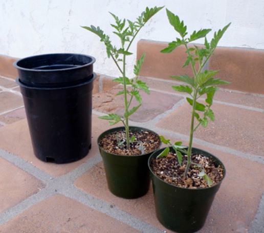 tanaman-tomat-di-pot-kecil