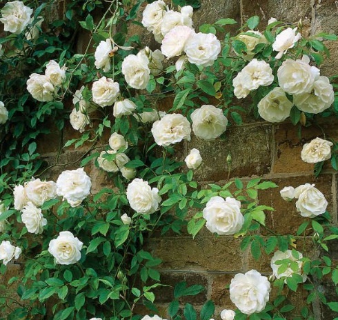tanaman-white-climbing-rose