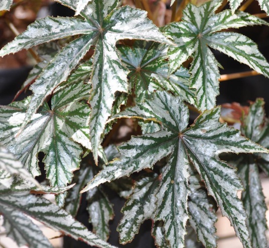 thick-stemmed-begonia