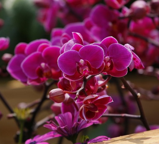 Bunga anggrek secara umum dijadikan sebagai hiasan untuk ruangan atau taman di rumah.