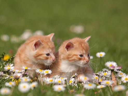 bunga-chamomile-disukai-kucing