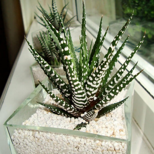 haworthia-cactus-zebra