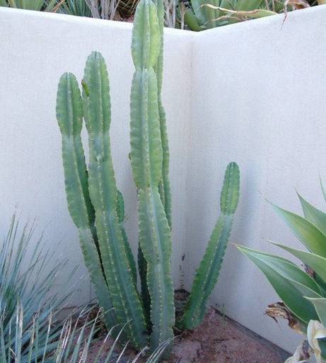 10 jenis Tanaman Kaktus Hias yang Dapat Ditanam di Rumah - BibitBunga.com