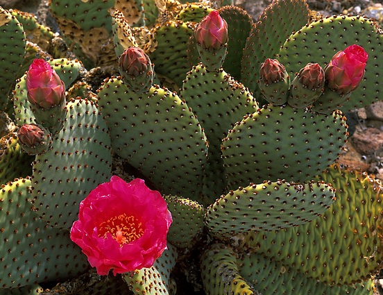 10 jenis  Tanaman Kaktus  Hias yang Dapat Ditanam di Rumah 