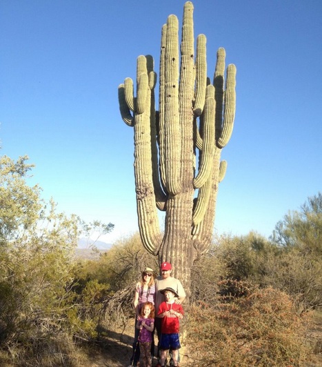kaktus-giant-saguaro