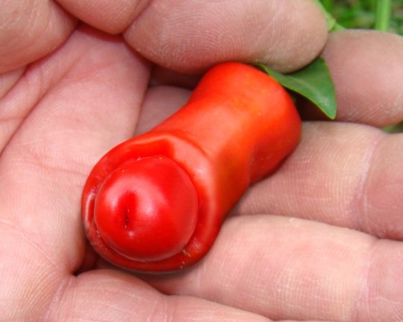 Cabe peter pepper terkenal dengan bentuknya yang unik.