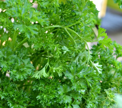 Peterseli merupakan tanaman herbal untuk penghias makanan di atas piring sekaligus sebagai penyedap makanan.