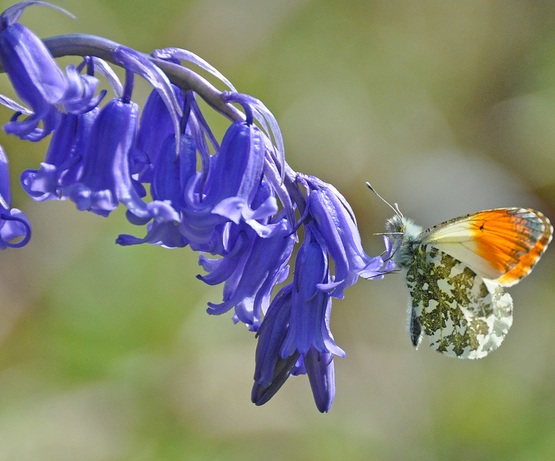 bluebells-sebagai-makanan-bagi-kupu-kupu