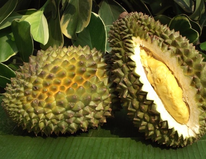 buah-durian-kani
