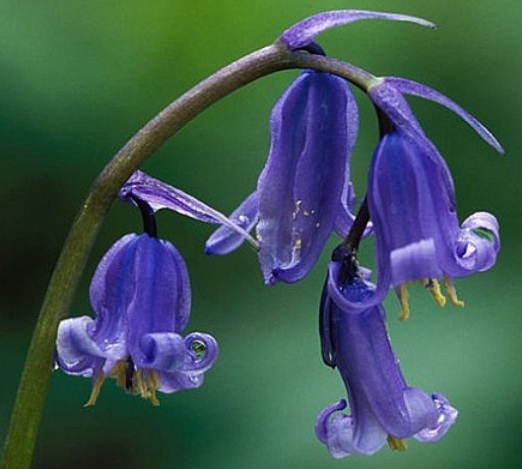 Ciri-ciri Bunga Bluebells (Si Lonceng Biru) - BibitBunga.com