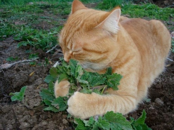 Tanaman catnip meruapakan salah satu tanaman herba yang disukai kucing, bahkan 'catnip' mengacu pada kucing.