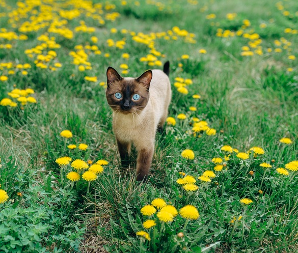 bunga-dandelion-disukai-kucing