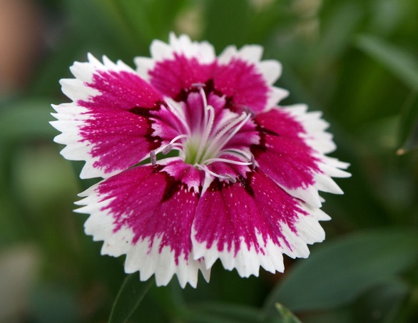 Bunga dianthus memilki warna bunga yang mencolok dan dapat ditanam melalui bijinya.