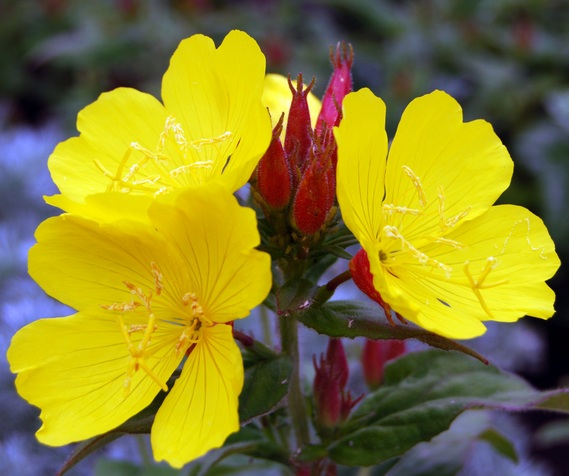 Bunga cantik berwarna kuning ini memiliki banyak manfaat bagi kesehatan dan kecantikan kulit.