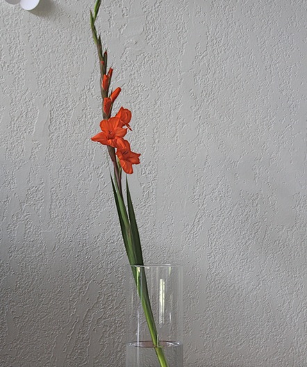 bunga-gladiolus-dalam-vas