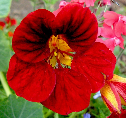 Nasturtium mempunyai warna bunga cerah yang sanggup ditanam melalui bijinya Cara Menanam  Bunga Nasturtium dari Biji