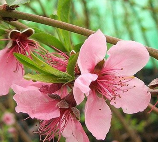 Bunga persik terlihat seperti bunga sakura. Gaya tumbuh tanaman persik juga mirip seperti sakura yaitu ada fase dimana tanaman meranggaskan daun secara keseluruhan dan tertinggallah bunganya yang sangat indah.