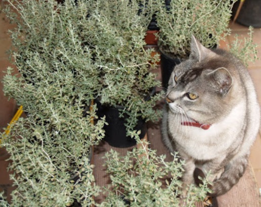  atau jendela yang mendapat cahaya matahari 10 Tanaman yang Disukai Kucing (dan Bermanfaat untuk Kesehatannya)