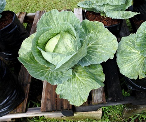 Kol/kubis adalah salah satu jenis sayuran yang dapat ditanam dengan menggunakan pot atau polybag.