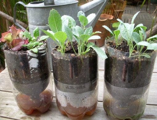 Cara Membuat Tanaman Hidroponik Sederhana Cara Membuat Tanaman Hidroponik Sederhana