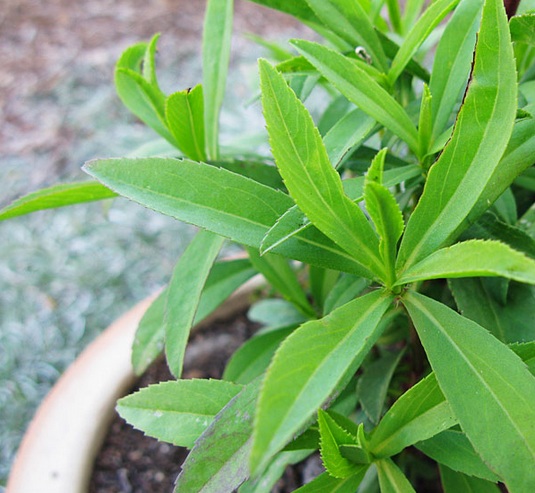 Tarragon merupakan salah satu tanaman herba yang memiliki banyak manfaat bagi kesehatan tubuh.