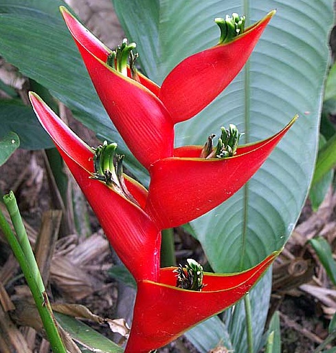 dwarf-jamaica-heliconia