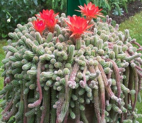 kaktus-echinopsis-chamaecereus