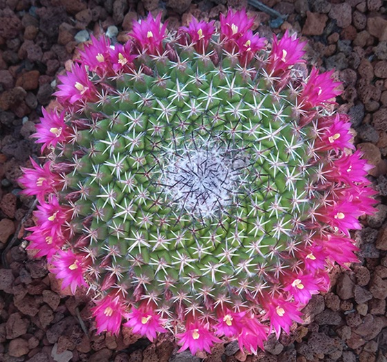 kaktus-pincushion