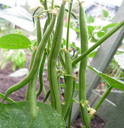 Cara Menanam Buncis  di Pot atau Polybag