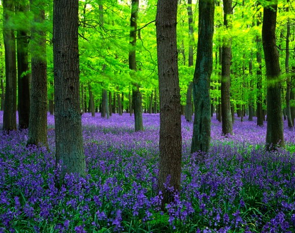 Pemandangan hutan yang penuhi bunga bluebells, terlihat sangat menakjubkan.