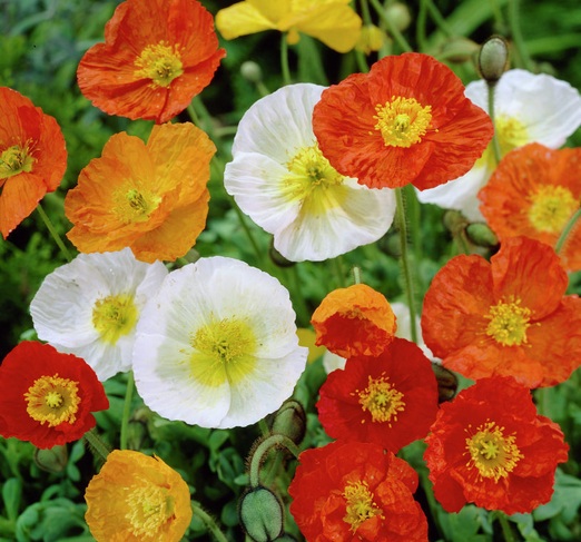Warna bunga poppy yang beragam sehingga membuatnya menarik dan banyak peminatnya.