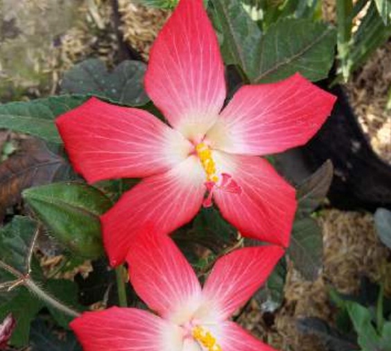 red-emblem-hibiscus